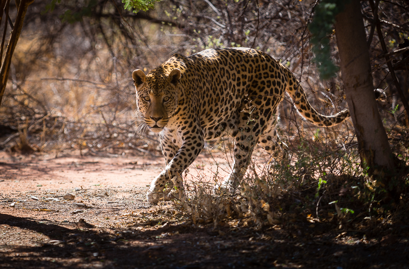 Leopard im Okonjima Park